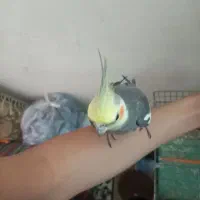 عروس نر دستی سخنگو ب شرط حرف زدن فیلم حرفش هس فوری|پرنده|تهران, سبلان (لشگر)|دیوار