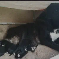 توله سگ قرجونی