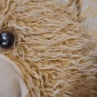 خرس پرز بلند شاخسین|اسباب‌‌بازی|تربت‌حیدریه, بی بی حسنیه|دیوار