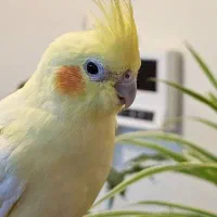 عروس هلندی پاریس ملنگو مرغ مینا طوطی|پرنده|شاهینشهر, فردوسی|دیوار