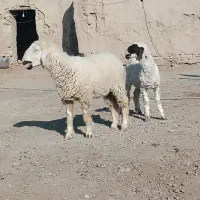 دوکابرپاکستانی و بره نر پلواری|حیوانات مزرعه|زابل, |دیوار