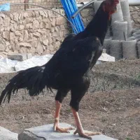 فروش تخم مرغ اشامو