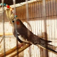 عروس هلندی ومرغ عشق انگلیسی|پرنده|علیآباد کتول, |دیوار