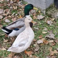 اردک پروازی و روسی اصیل و کاکولی|حیوانات مزرعه|نقده, |دیوار