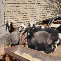 بره نر|حیوانات مزرعه|طسوج, |دیوار