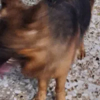 فروش ژرمن|سگ|شیراز, زرهی|دیوار