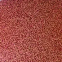 گندم بذری دیم