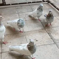 سینه سرورو بخانید