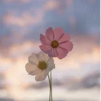 مقداری لباس هست