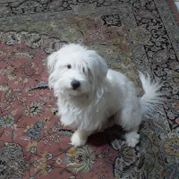 سگ باهوش وهرف گوشکن|سگ|قرچک, داوود آباد|دیوار