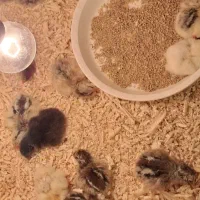 فروش جوجه محلی