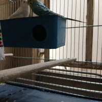 ۲ مرغ عشق نر سالم سرحال با قفس و لوازمات ۲ ک ارزن|پرنده|اهواز, کوی ملی راه|دیوار