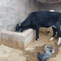 فروش شنگل|حیوانات مزرعه|بهبهان, |دیوار