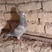 کفتر جفتگاه عالی|پرنده|فردوس (خراسان), |دیوار