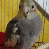 عروس هلندی گمشده