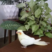 عروس هلندی لوتینو