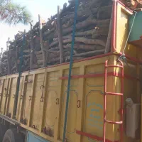 خریدار انواع چوب|خدمات باغبانی و درختکاری|پارس‌آباد, |دیوار