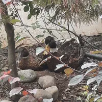 غاز و اردک وزن سنگین تخم گذار|حیوانات مزرعه|کلاردشت, |دیوار