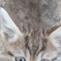 گربه