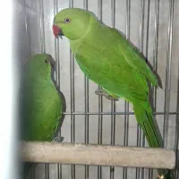 ط و|پرنده|یاسوج, |دیوار