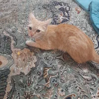 واگذاری گربه خانگی