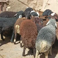 ۱۲راس بره شیری نر پای پروار