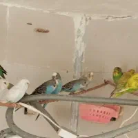 مرغ عشق|پرنده|شیراز, شهرک گلستان شمالی|دیوار