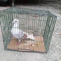 خوشونه|پرنده|خرمآباد, |دیوار