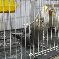 جوجه عروس هلندی سخنگو|پرنده|اهواز, منازل کارون|دیوار