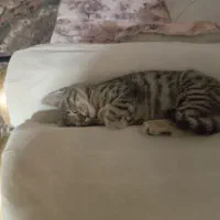 گربه  خونگی