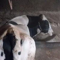 یک راس گوساله چاغ،کم شکم دورگ