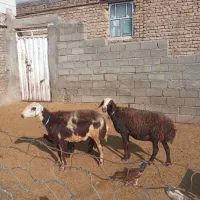 میش وبره پلنگی|حیوانات مزرعه|الشتر, |دیوار