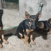 ژرمن شپرد|سگ|رشت, حومه رشت|دیوار