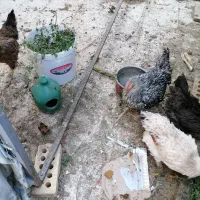 حیوانات مزرعه