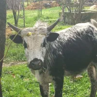 ورزا|حیوانات مزرعه|احمدسرگوراب, |دیوار