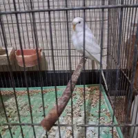 مرغ عشق ماده