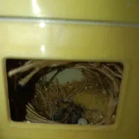 فنچ نر تازه بالغ بدون قفس