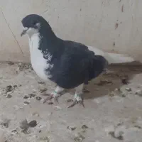 پولکی گمشده دم قوله