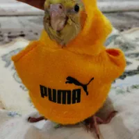 لباس عروس هلندی