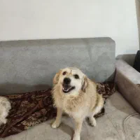 واگذاری فوری فوری