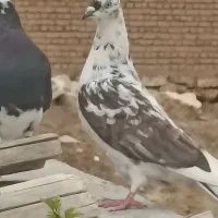 معاوضه کبوتر با طوطی