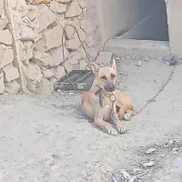 واگذاری سگ میکس ژرمن مالانیوز