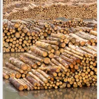 خریدچوب|خدمات باغبانی و درختکاری|کامیاران, |دیوار