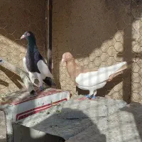 یک جفت یهودی