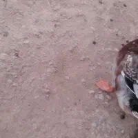 اوردک پروازی نر درجه۱