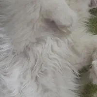 واگذاری گربه|گربه|ساوه, |دیوار