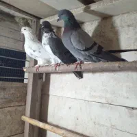 کبوتر پرشی|پرنده|رودسر, |دیوار