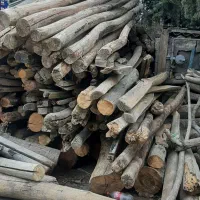 خریدار چوب تر و خشک|خدمات باغبانی و درختکاری|پارسآباد, |دیوار