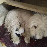 سگ پاکوتاه هاوانیز|سگ|کرمانشاه, |دیوار