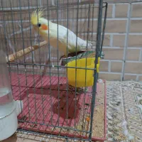 عروس هلندی+قفس